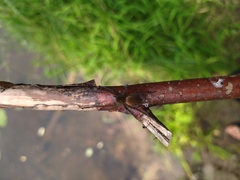 Dolomedes
