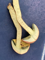 Hortiboletus campestris