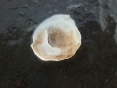 Crepidula plana