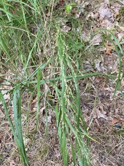 Panicum virgatum