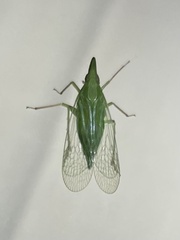 Rhynchomitra microrhina