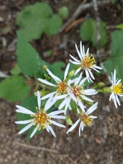 Eurybia