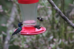 Philodice mitchellii