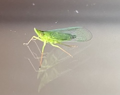 Rhynchomitra microrhina