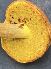 Hortiboletus campestris