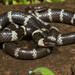 Dugès' Earth Snake - Photo (c) Ross Maynard, some rights reserved (CC BY-NC), uploaded by Ross Maynard