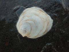 Crepidula plana