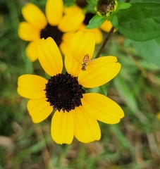 Toxomerus marginatus