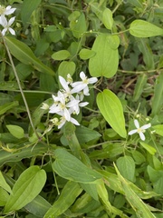 Clematis terniflora