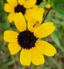 Toxomerus marginatus