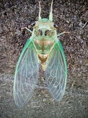 Neotibicen pruinosus