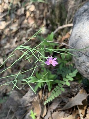 Pinaropappus junceus