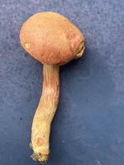 Hortiboletus campestris