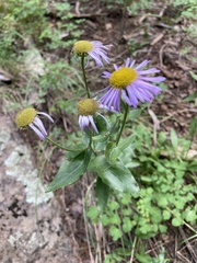 Erigeron speciosus