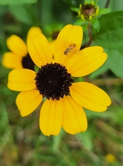 Toxomerus marginatus