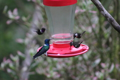 Philodice mitchellii