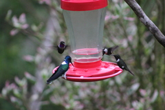 Philodice mitchellii