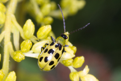 Diabrotica undecimpunctata