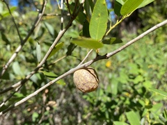 Andricus vacciniifoliae