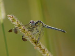 Hemistigma albipunctum