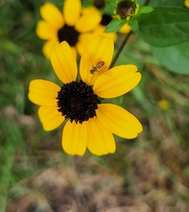 Toxomerus marginatus