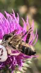 Apis mellifera