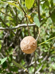 Andricus vacciniifoliae