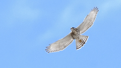 Buteo plagiatus