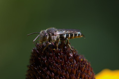 Coelioxys rufitarsis