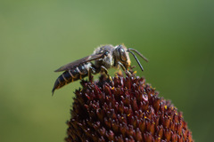 Coelioxys rufitarsis