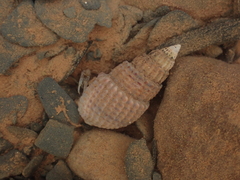 Ilyanassa trivittata