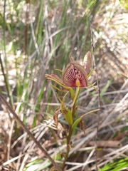 Cryptostylis erecta