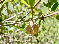 Andricus vacciniifoliae