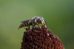 Coelioxys rufitarsis