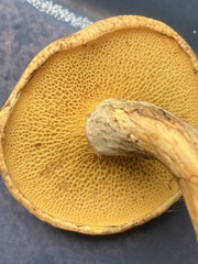 Suillus decipiens