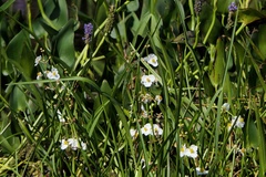 Sagittaria graminea