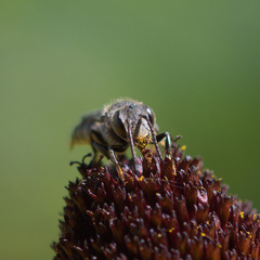 Coelioxys rufitarsis