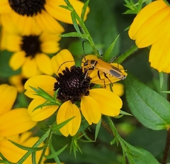 Chauliognathus pensylvanicus