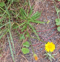Scorzoneroides autumnalis