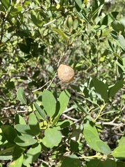 Andricus vacciniifoliae