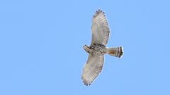 Buteo plagiatus