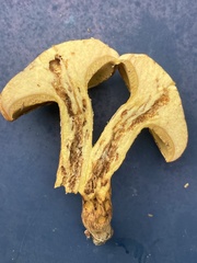 Suillus decipiens
