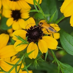 Chauliognathus pensylvanicus