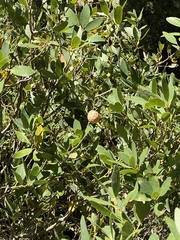 Andricus vacciniifoliae