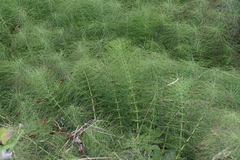 Equisetum telmateia