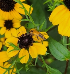 Chauliognathus pensylvanicus