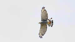 Buteo plagiatus