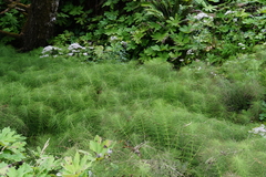 Equisetum telmateia