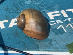 Pomacea canaliculata