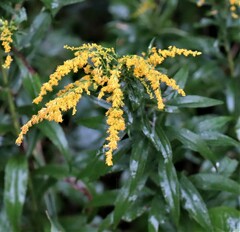 Solidago juncea